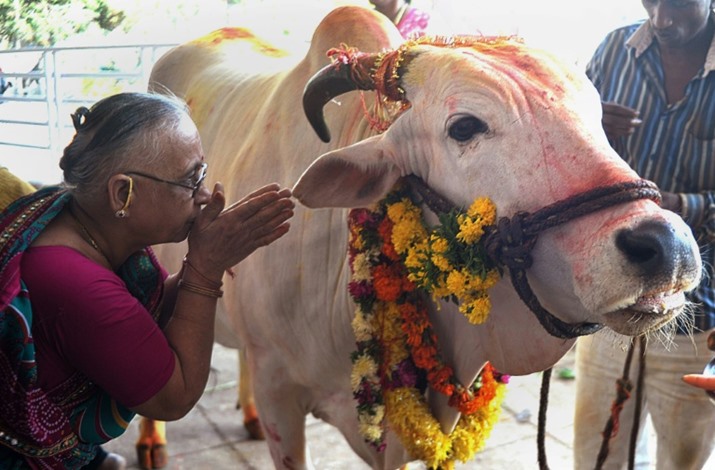 عبادة الأبقار في الهند