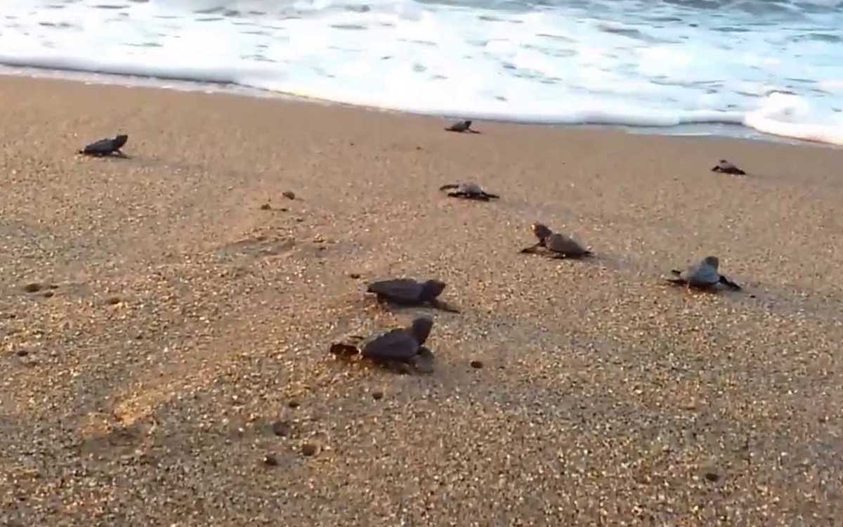 صغار السلاحف تخرج إلى الحياة على شواطئ تركيا
