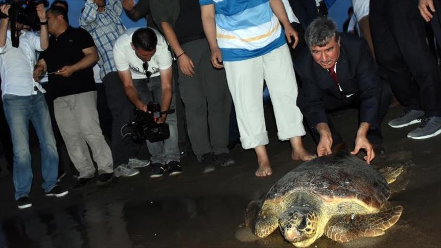محميات خاصة للحفاظ على السلاحف البحرية من الانقراض في تركيا