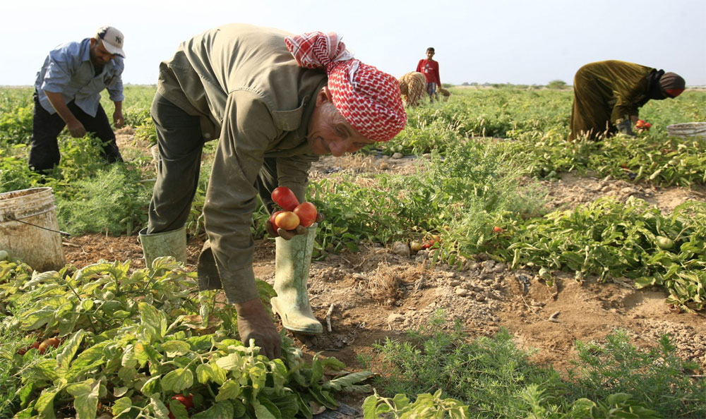 مشروع هام للسوريين الراغبين في العمل بالزراعة .. بدعم من الحكومة التركية والأمم المتحدة