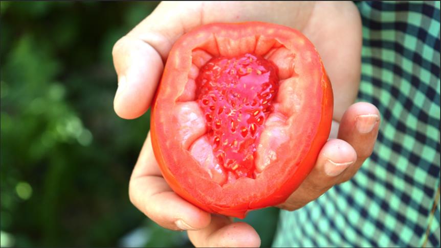 شاهد بالفيديو .. مواطن تركي يتفاجئ بحبة طماطم لبها يشبه فاكهة الفريز