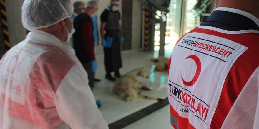 الهلال الأحمر التركي يكشف عن عدد حصص أضاحي العيد التي وزعها في 33 دولة