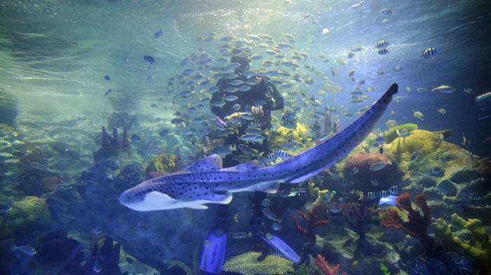 حوض أسماك ضخم في إسطنبول يضم أكثر من 20 ألف حيوانٍ بحري