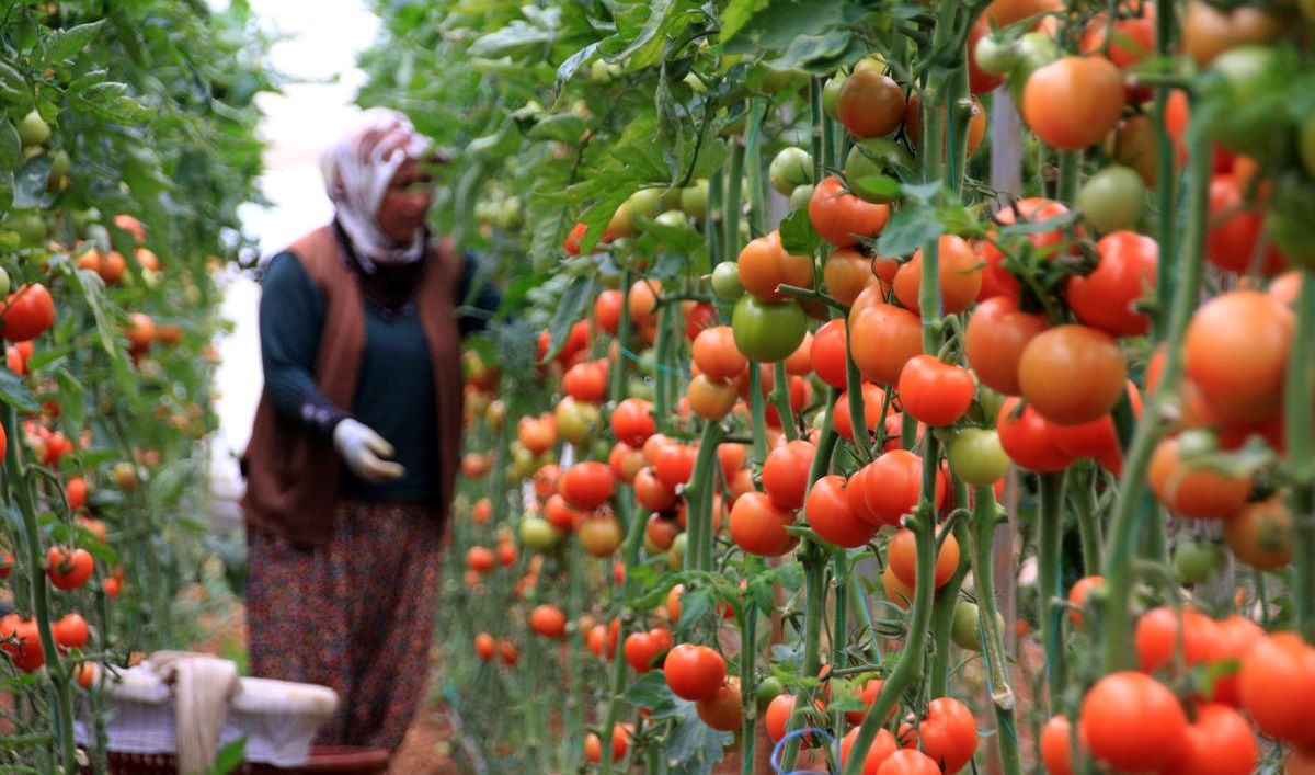 تركيا تسعى لزيادة صادرات الطماطم إلى مليار دولار