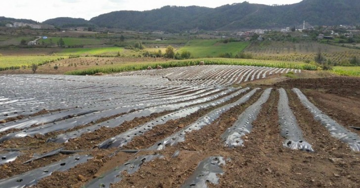 الحكومة التركية توزع عدد من الأراضي الزراعية على سوريون لزراعة الفريز