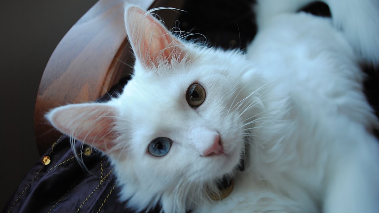 هل لديك قط جميل .. إذهب إلى أنقرة وشارك في مسابقة أجمل قطط الأنجورا خلال هذا التاريخ