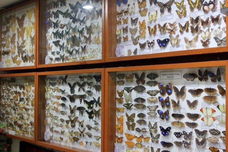 لا تنسى زيارة متحف الحشرات (Böcek Müzesi) في جامعة سليمان دميريل بولاية إسبرطة غرب تركيا