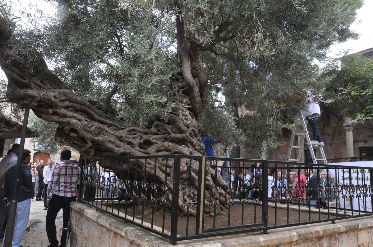 بالصور.. شجرة زيتون في تركيا تُثمر منذ 1350 سنة