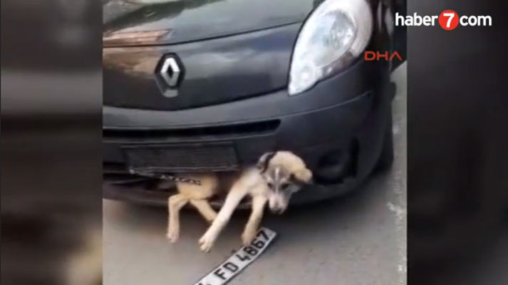 مقطع فيديو صادم ينتشر في تركيا لكلب عالق بوجه سيارة والسبب !!