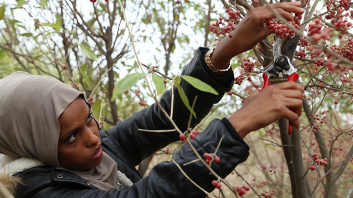 طالبة صومالية درست الهندسة الزراعية في تركيا .. تستعد لنيل لقب أول مهندسة زراعية في قريتها