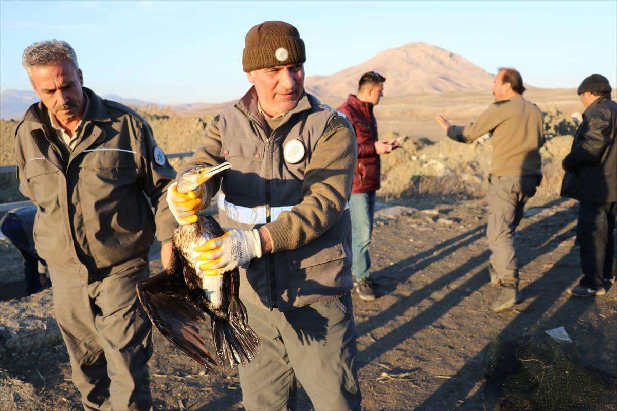“أفاد” التركية تنقذ 45 من طيور غراب البحر السقطري المهددة بالانقراض (شاهد الصور)
