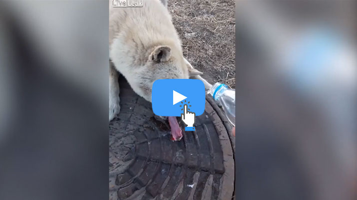 مشهد مؤلم.. لسان “كلب” يتجمّد من البرد القارس!