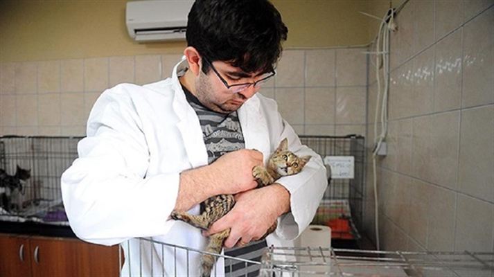 طبيب بيطري تركي يبتكر طريقة لعلاج الحيوانات الأليفة