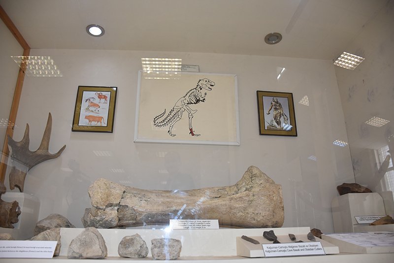 شاهد بالصور: عَظْمة ديناصور عمره 40 مليون سنة .. تجذب المهتمين إلى متحف تركيّ