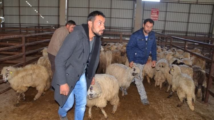 وزارة الزراعة التركية تقدم منحًا للمزارعين في الأرياف