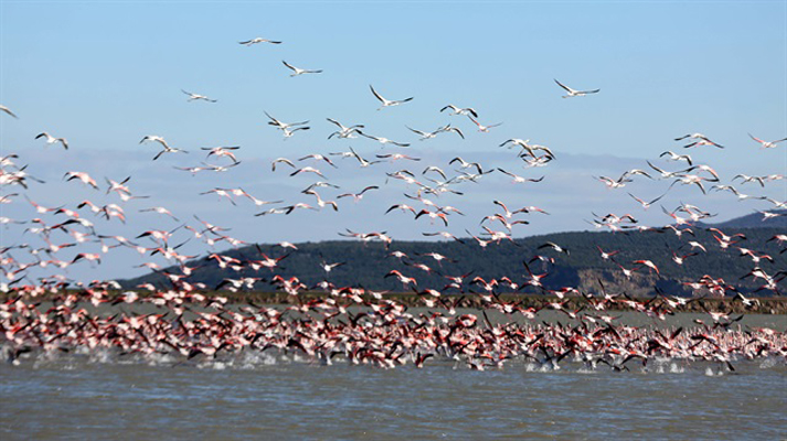 أكثر من 150 نوعا من الطيور يأخذون من بحيرة “غالا” التركية ملاذاً أمناً