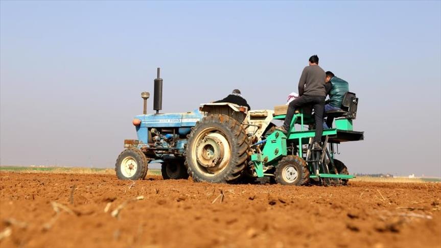 تركيا تزرع بذور القمح السوري لهذا السبب