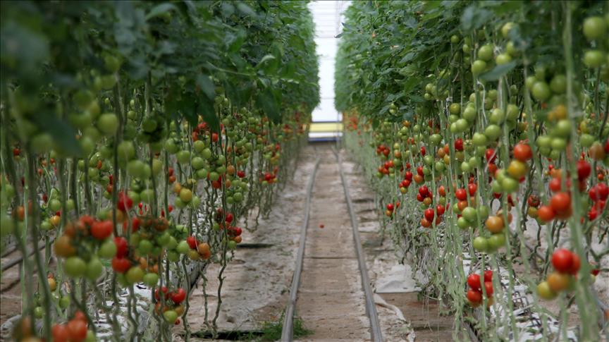 تركيا تزرع وتصدر الطماطم في قشور جوز الهند