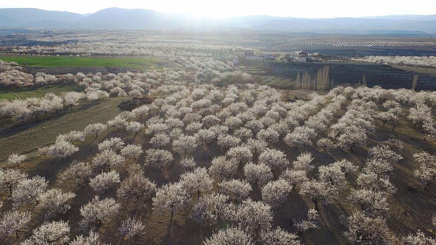 شاهد بالصور.. أشجار المشمش تزهر في ملاطية التركية وتكسو الحقول بثوب أبيض يسُر الناظرين