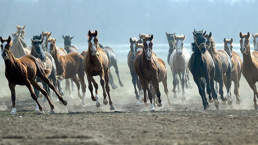 “سلطان صويو” مزرعة تركية تنتج الخيول العربية منذ 150 عاما