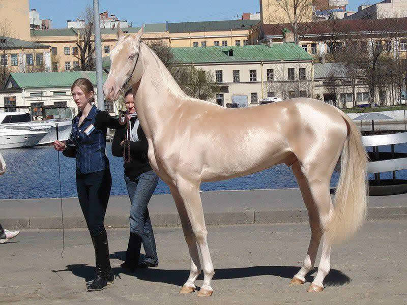 العلاقة المميزة بين الأتراك والخيول بحسب موقع فرنسي مشهور