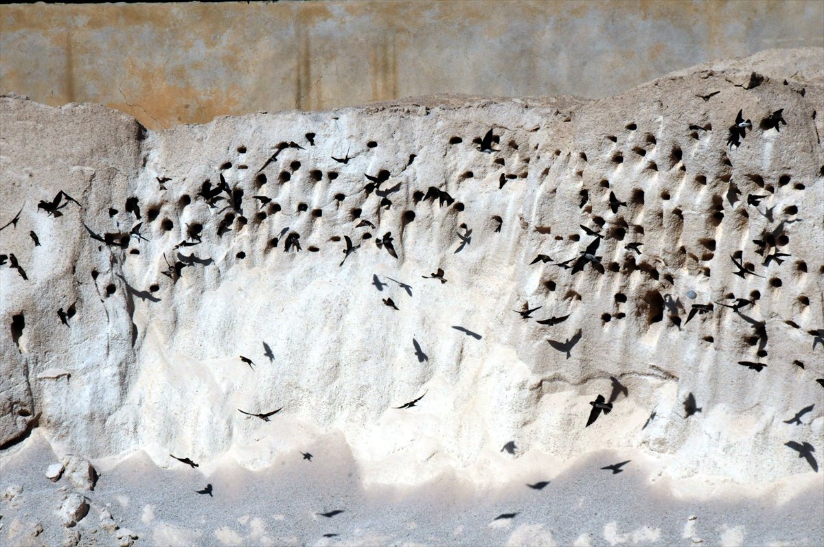 “عثمانيه” جنوبي تركيا تستضيف طيور “السنونو”