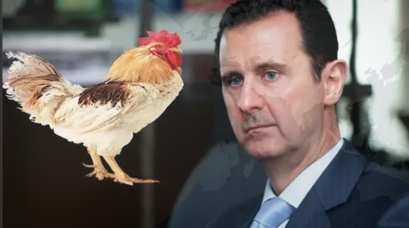 هكذا أنقذ الدجاج بشار الأسد !!