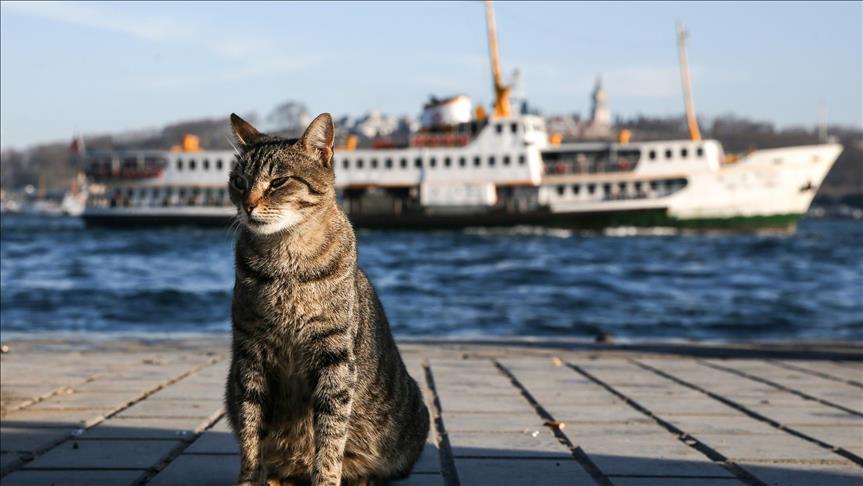 القطط في اسطنبول تلقى الدلال والرعاية من السكان والسائحين