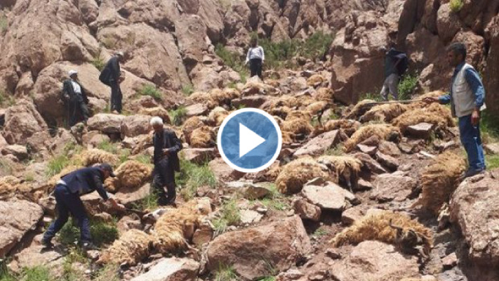 ظاهرة غريبة في تركيا تعجز السلطات عن حلها … 500 خاروف يقفزون من ظهر جبل دون سبب (فيديو الأكثر مشاهدة في تركيا)