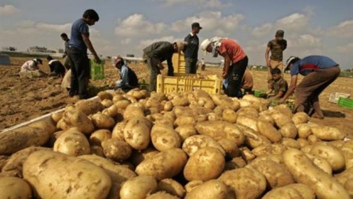 بعد البصل .. البطاطا المصرية تدخل الأسواق التركية .. فما علاقة السعودية؟