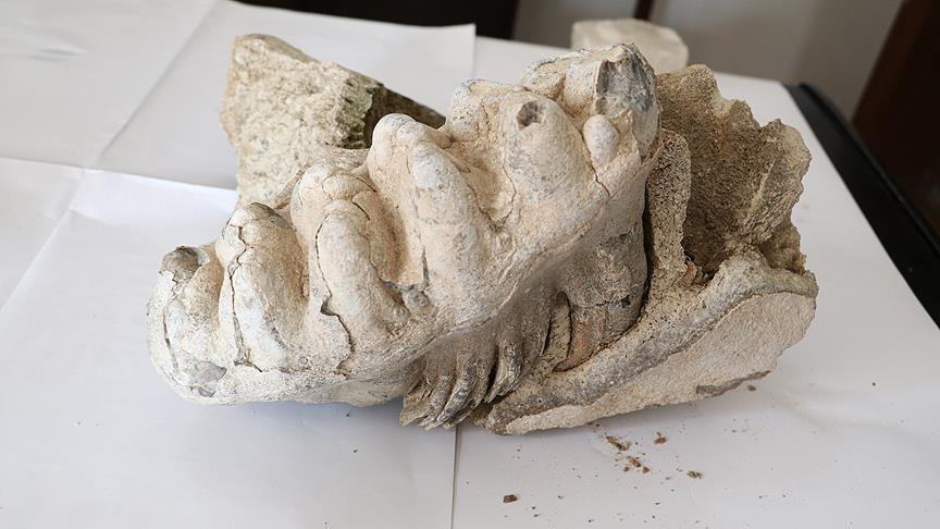 تركيا.. العثور على مستحاثة ماموث عمرها 8 ملايين عام