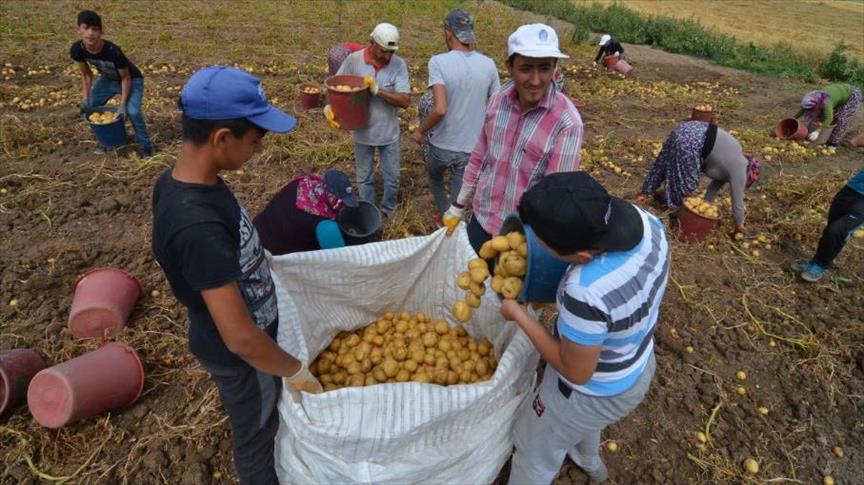 بدء حصاد “الكنز الأصفر” في جوروم التركية