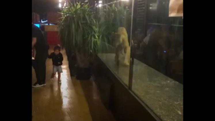 فيديو صادم من إسطنبول: أسد وسط غرفة زجاجية تثير إستياء الأتراك