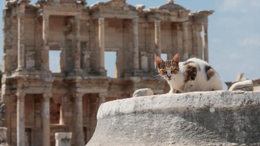 في إزمير التركية.. قطط تستوطن مدينة أفس الأثرية