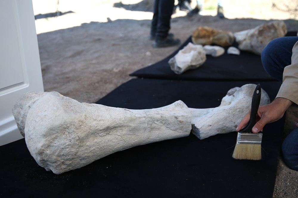 علماء أتراك يعثرون على مستحاثات عمرها أكثر من 7.5 مليون عام