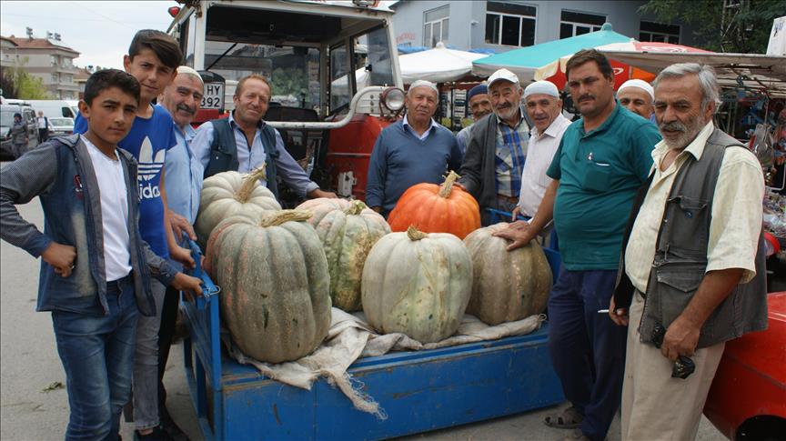 مزارع تركي يعرض للبيع ثمرة قرع تزن 57 كيلوغرام بهذا السعر