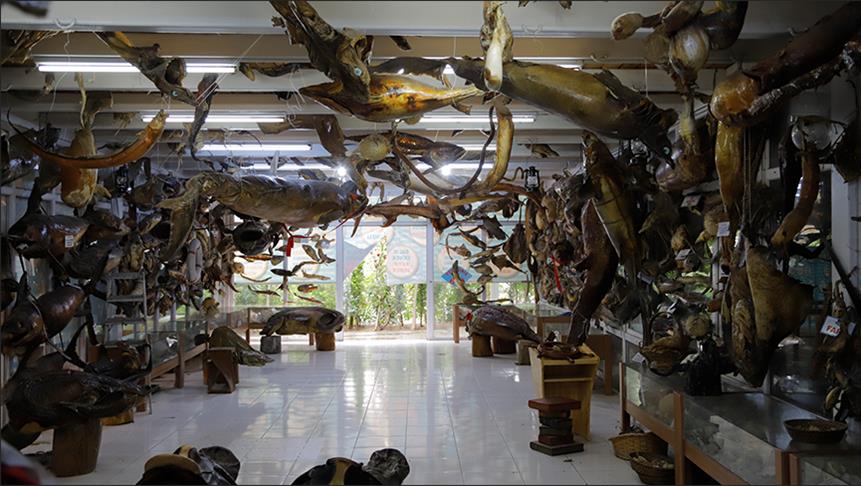 متحف الأسماك بإسطنبول.. عالم البحار مجانا بين يديك