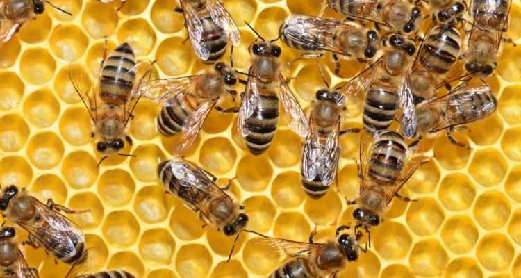 بالفيديو .. آلاف النحل يبنون خليتهم داخل سيارة