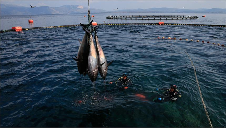 مزارع الأسماك بتركيا.. مهنة الغواصين لكسب العيش رغم الصعاب