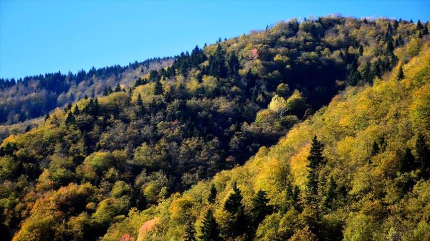 ألوان الخريف والشتاء تمتزج في غابات “أورمجك” التركية