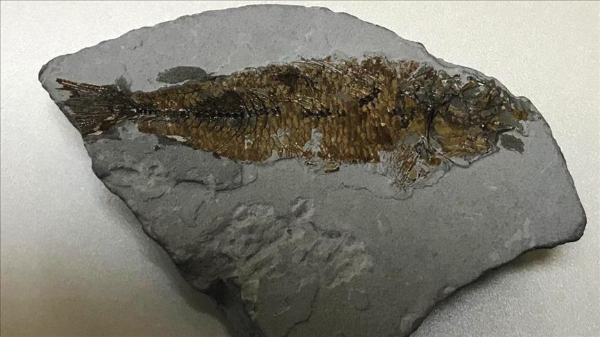 تركيا.. العثور على أحفورة سمكة عمرها نحو 16 مليون عام