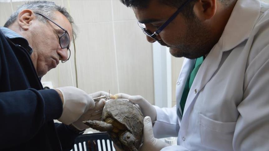 سلحفاة تجد علاجها في عيادة أسنان تركية