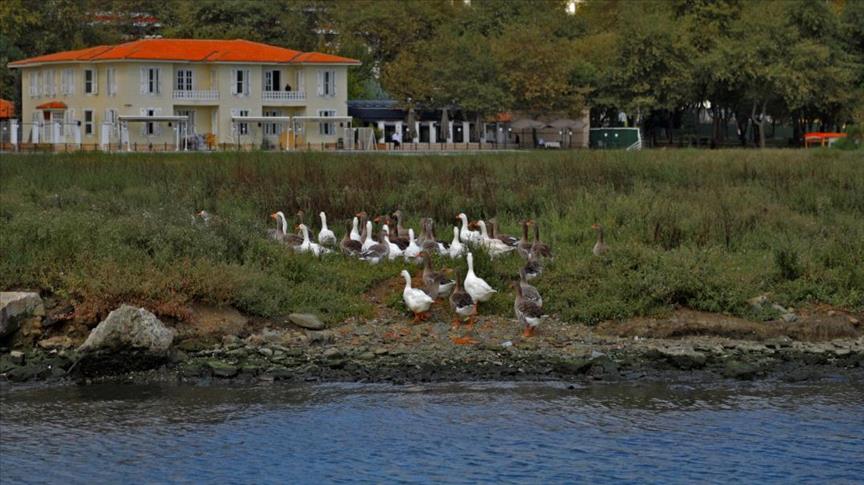محمية طبيعية للبط في جزيرتي الأرانب وسط خليج إسطنبول الذهبي