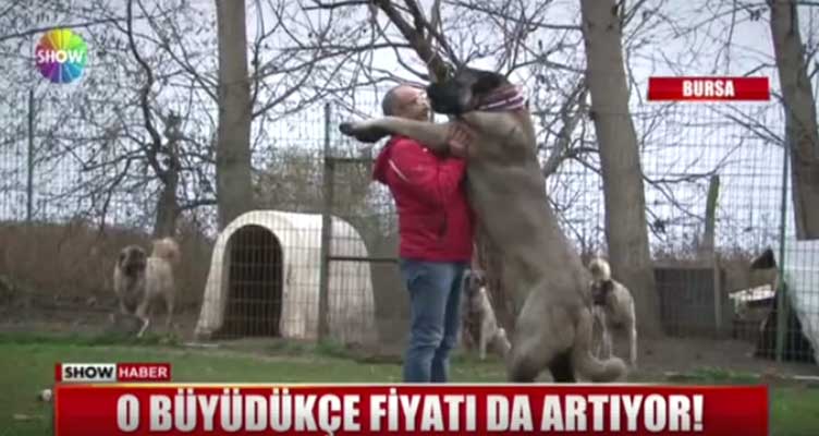 شاهد: كلب كانجال التركي بسعر شقة سكنية !!!