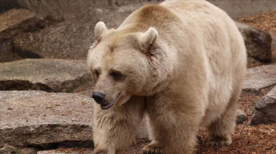 الكشف عن هوية قتلة الدب البني السوري المهدد بالانقراض