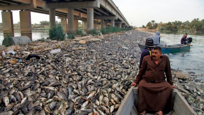 نفوق ملايين الأسماك بشكل مفاجئ في نهر دجلة