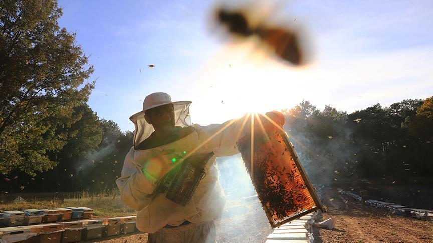 تركيا: الانخفاض الحاد في إنتاج عسل الأزهار يعوضه هذا النوع من العسل