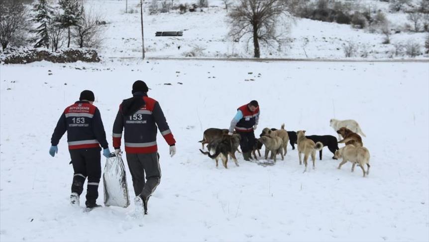 أنقرة تشكل فريقا لإطعام حيوانات الشوارع المتضررة من العاصفة الثلجية