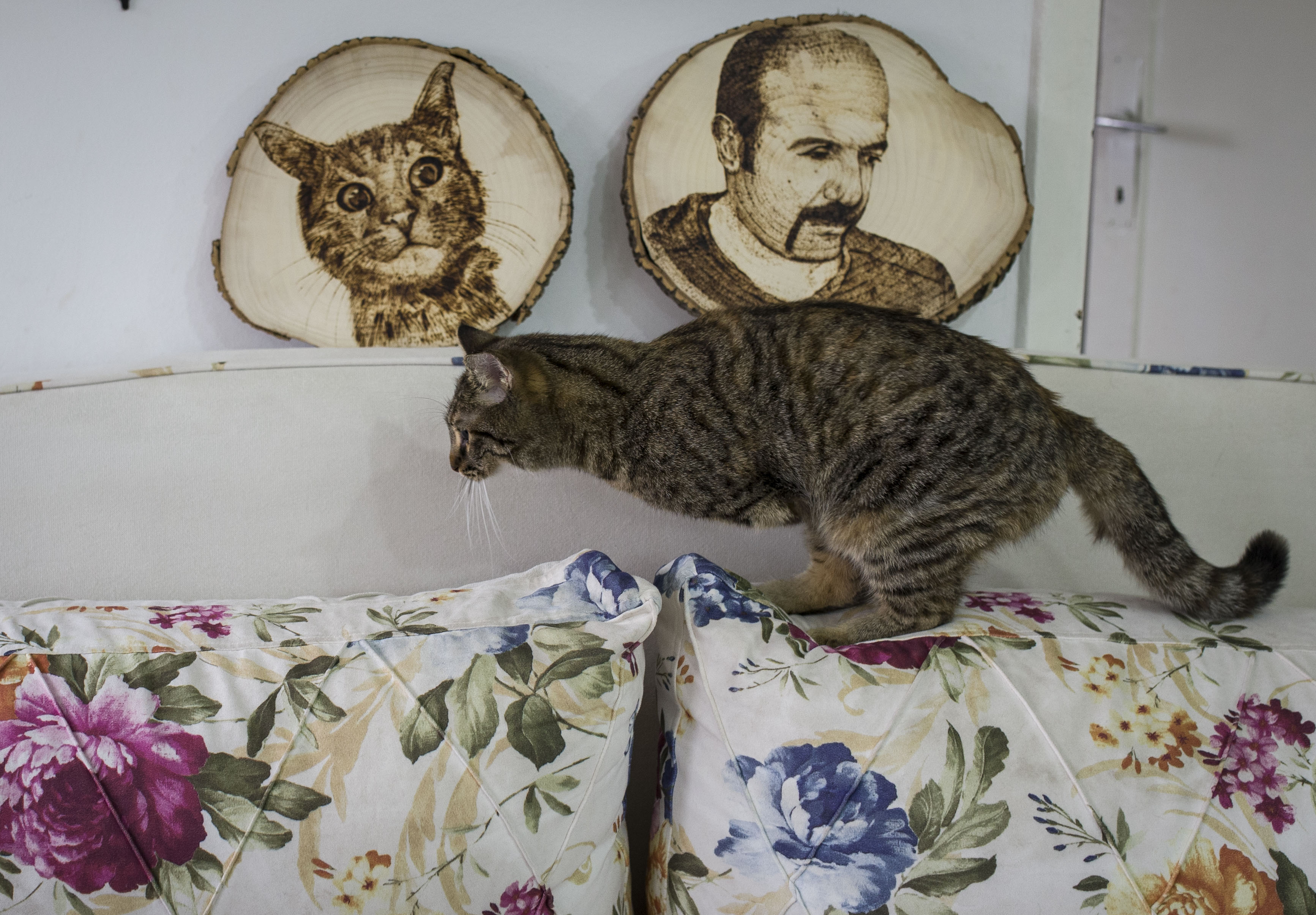 تبنى التركي "عثمان قبلان" تربية قطة صغيرة مبتورة الساقين، وجدها في إحدى الطرقات، حيث أصبحت مصدر سعادة له. وقال قبلان للأناضول، "وجدت القطة في حالة يرثى لها، حيث إحدى ساقيها الأماميتين مبتورة، ونقلتها إلى إحدى البيطريات، وأجريت لها عملية لساقها الأمامي الآخر الذي كان يعاني من خمسة ( Binnur Ege Gürün - وكالة الأناضول )
