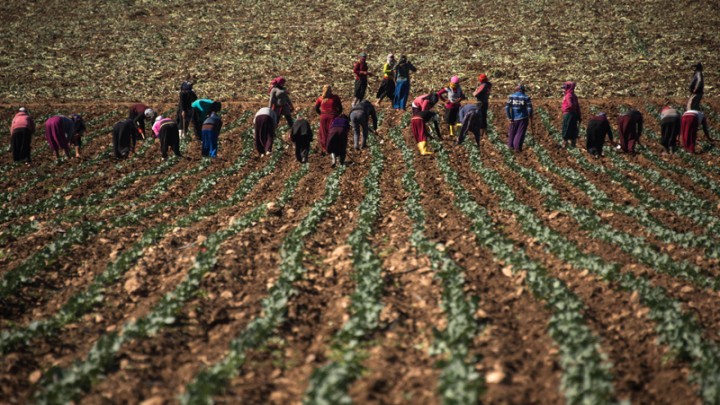 الحكومة التركية تطلق مشروع لتدريب 15 ألف سوري على طرق الزراعة